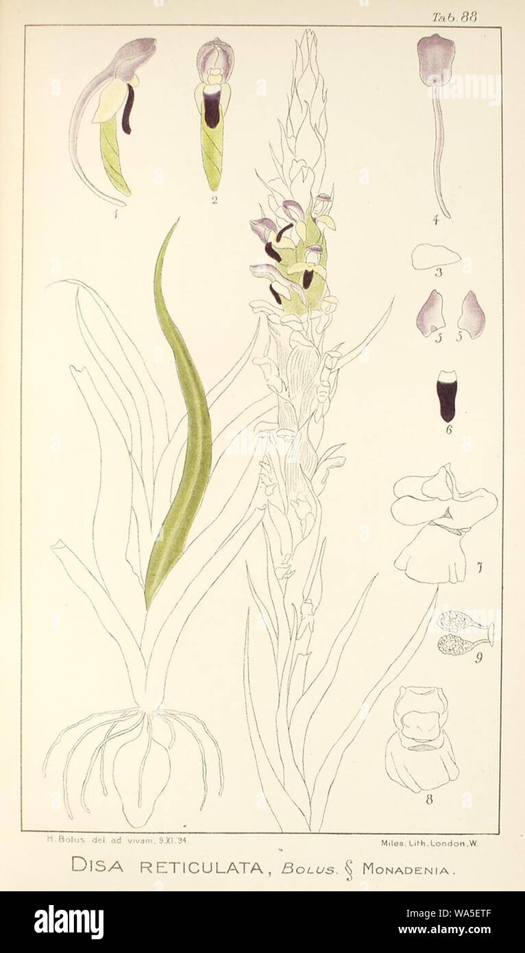Disa reticulata - Icones Orchidearum Austro-Africanarum plate 88 (1911). Stock Photo