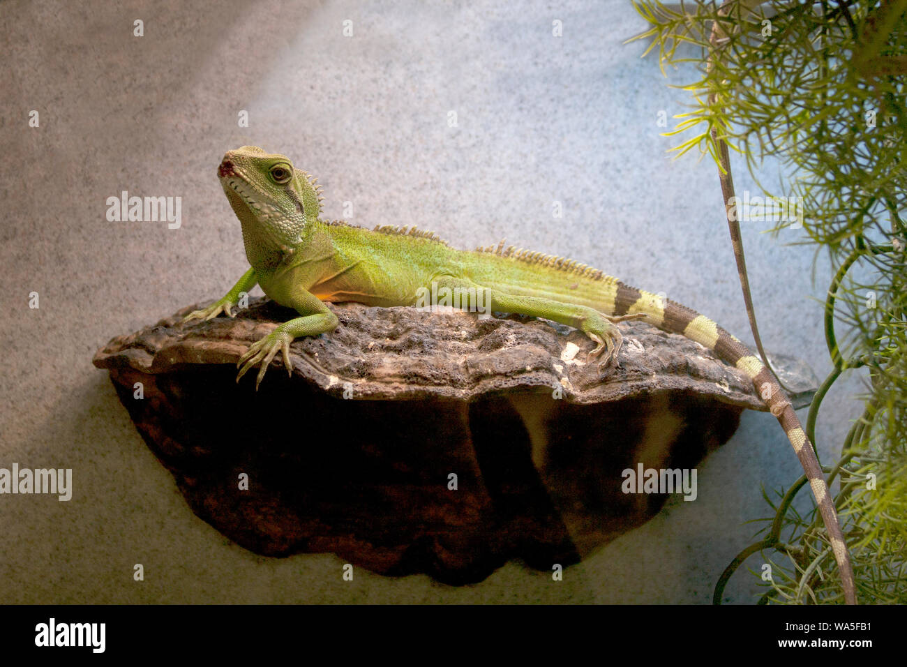 iguana lighting