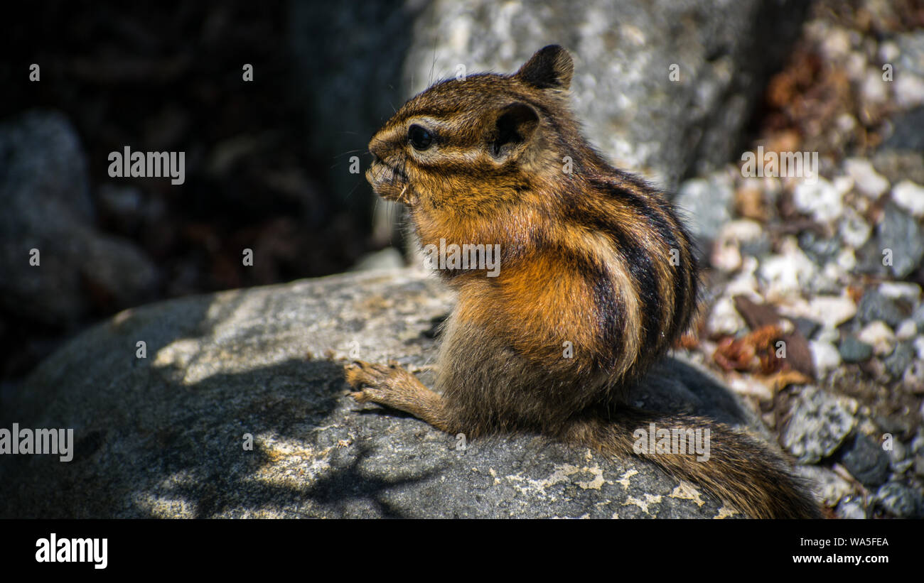 a chipmunk eating sunflower seeds Stock Photo Alamy