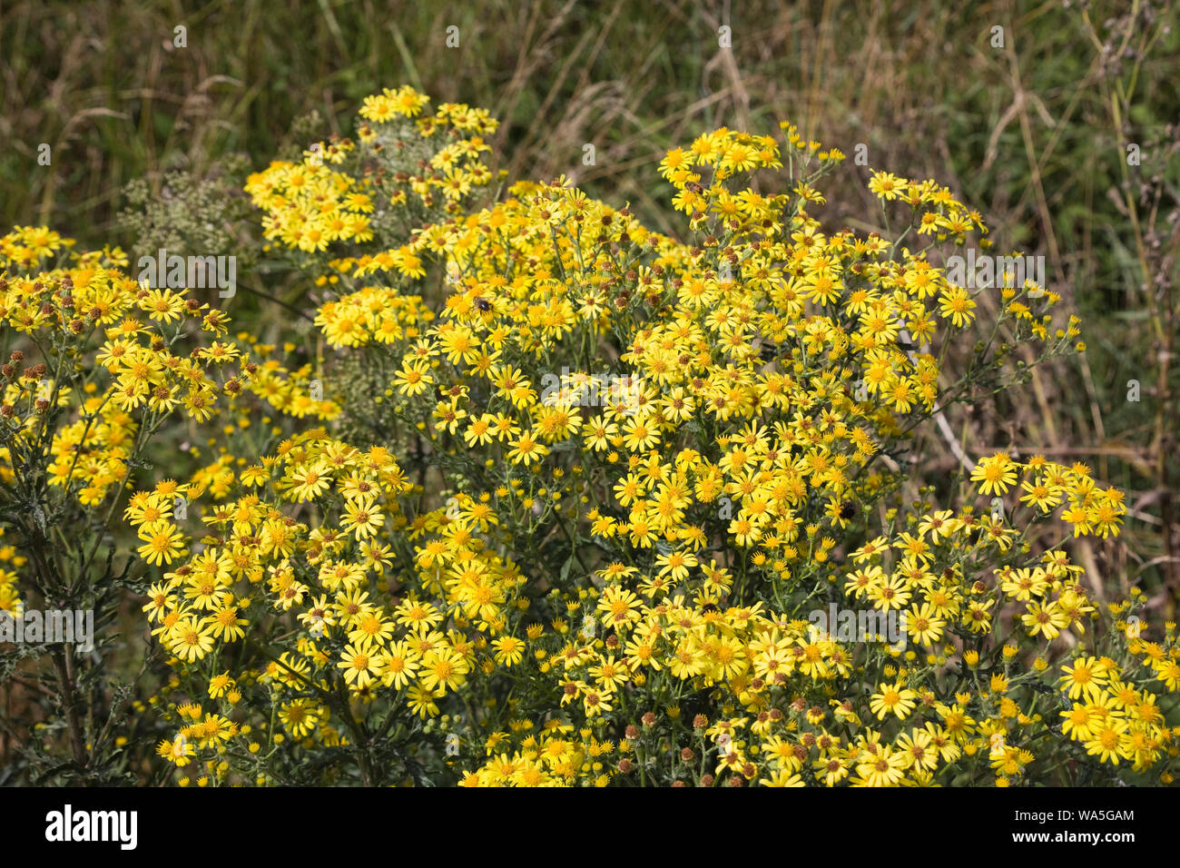 Jakobs-Kreuzkraut oder Jakobs-Greiskraut (Senecio jacobaea), Cadzand, Zeeland, Niederlande Stock Photo