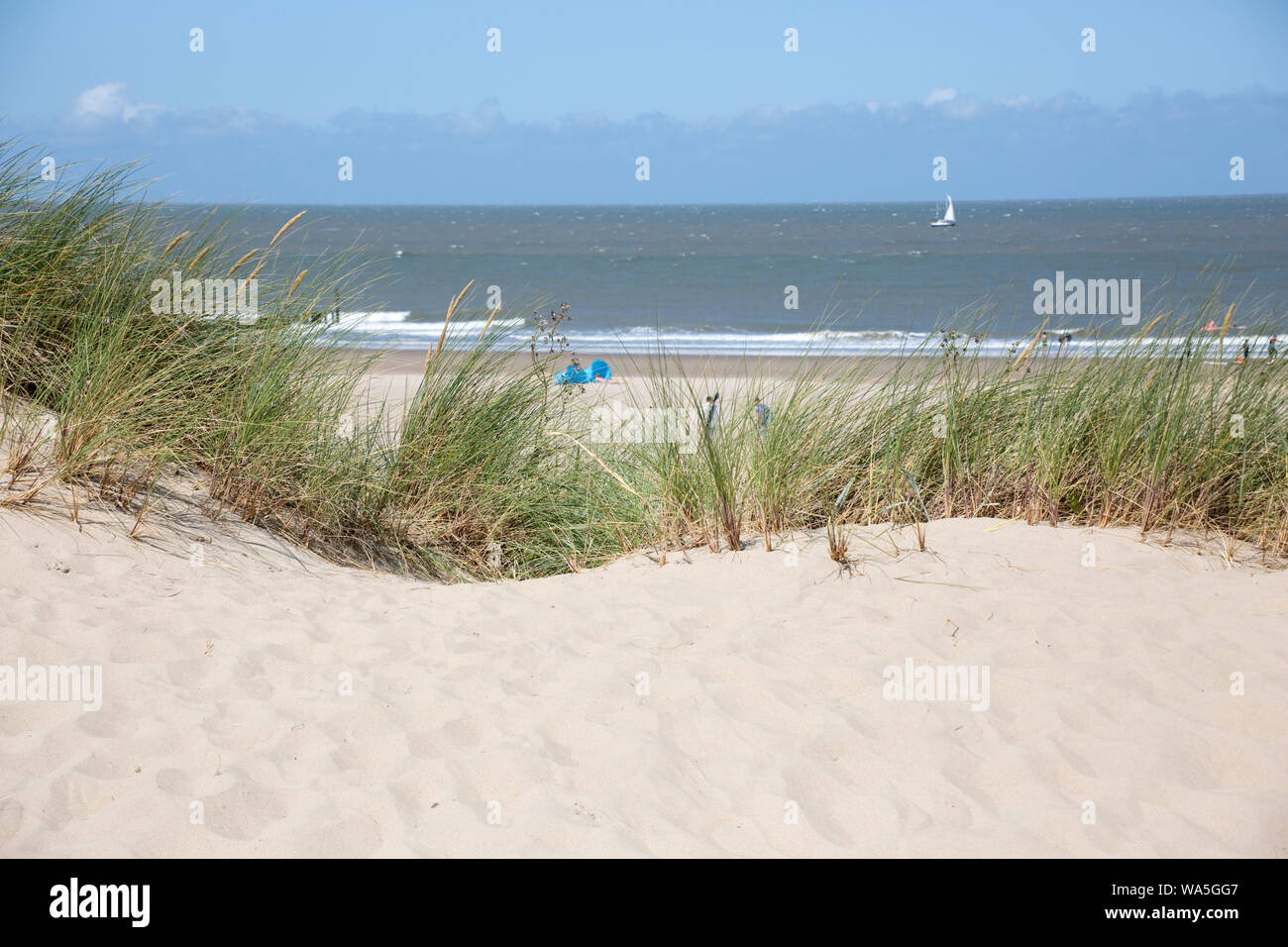 Strandhafer (Ammophila) am Sandstrand bei Cadzand, Zeeland, Niederlande Stock Photo