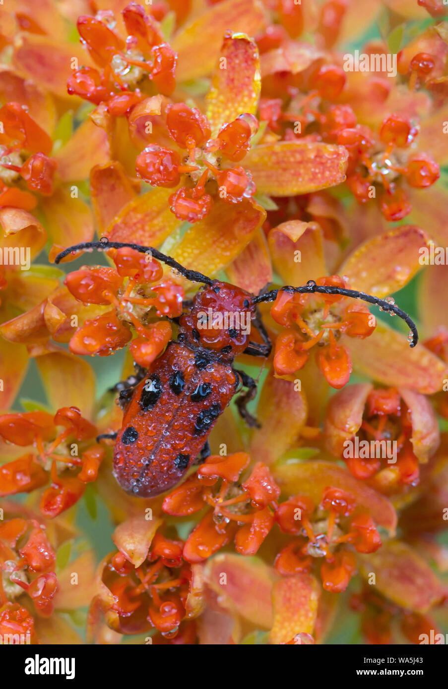 Dew-covered Red Milkweed Beetle (Tetraopes tetrophthalmus) on flowers of Butterfly Weed (Asclepias tuberosa), Eastern United State Stock Photo
