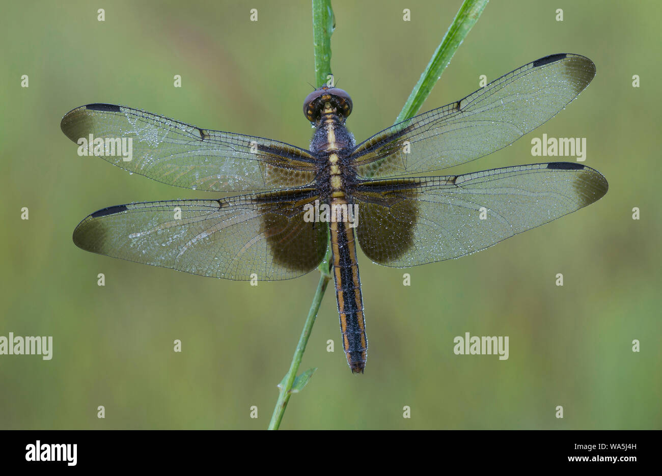 Widow Skimmer dragonfly (Libellula luctuosa), female, perched on blade of grass, E USA, by Skip Moody/Dembinsky Photo Assoc Stock Photo