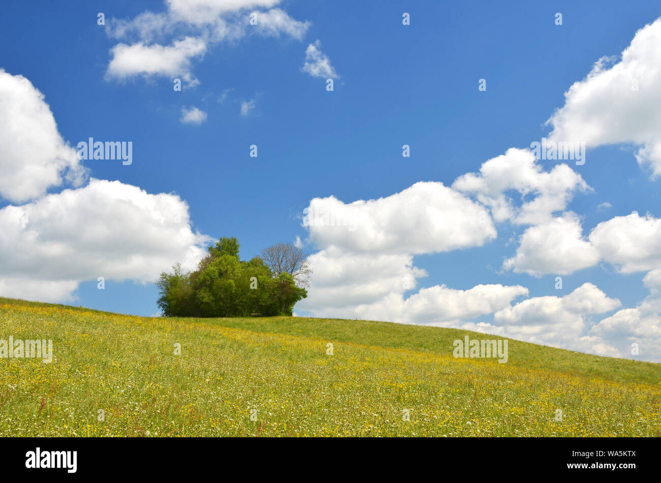 wildflower meadow in alps, Germany Stock Photo