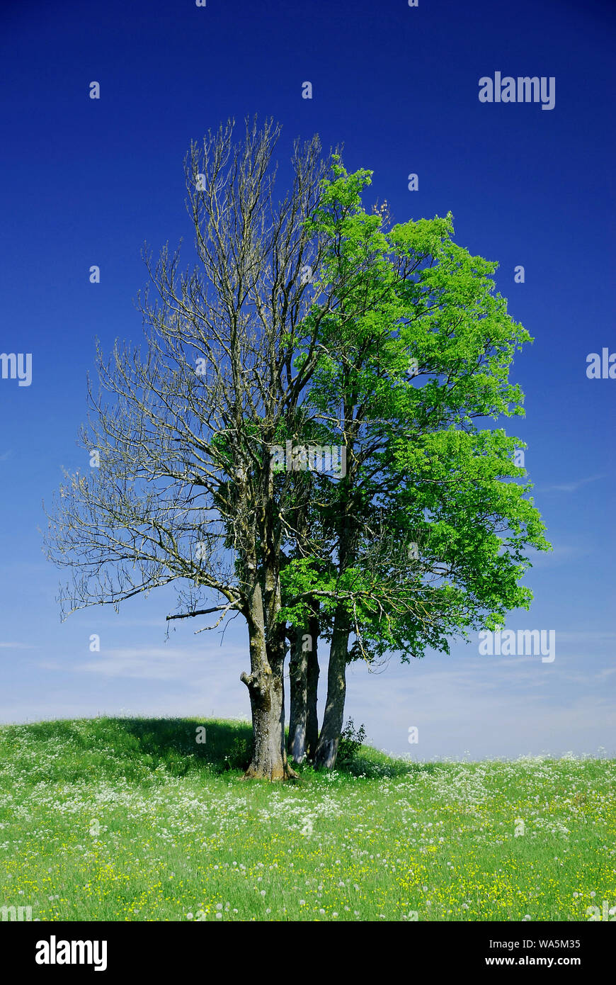 two trees beneath each other dead and alive Stock Photo