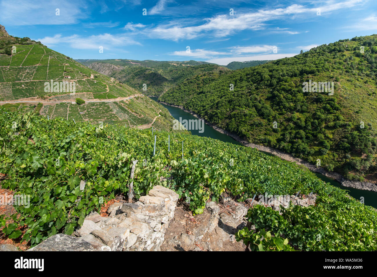 vineyards on mountains at river Sil in region Ribeira Sacra, Galicia, Spain. Stock Photo