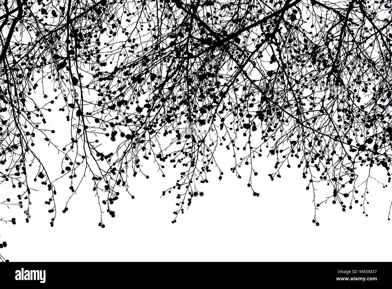 black branches gradient on white Stock Photo