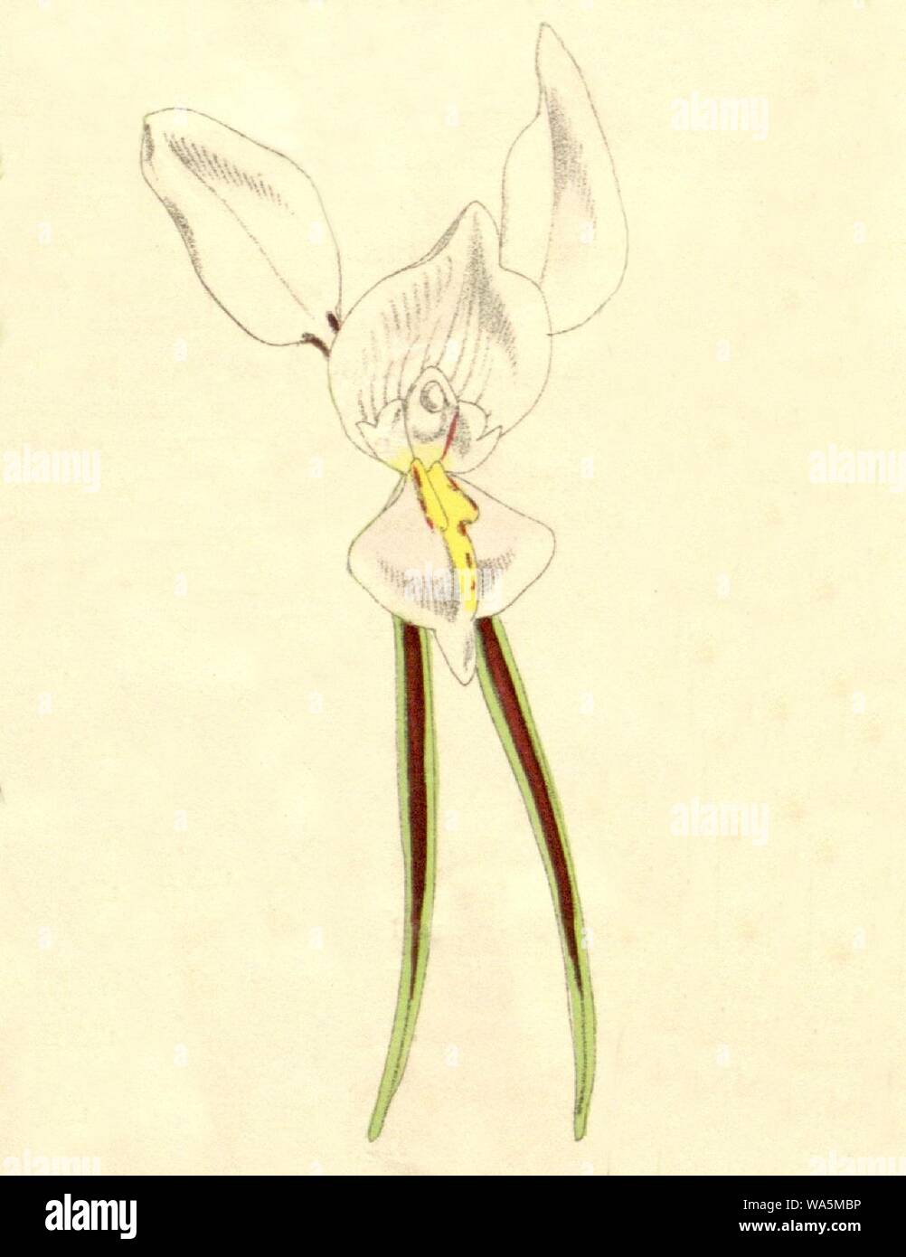 Diuris alba - Curtis' 101 - cut out from pl. 6201 (1875). Stock Photo