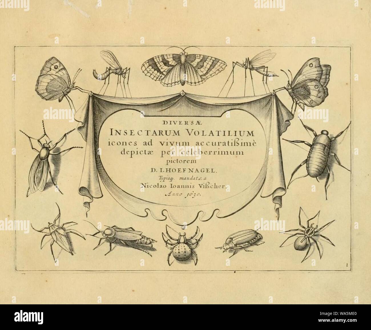 Diversae insectarum volatilium hi-res stock photography and images - Alamy