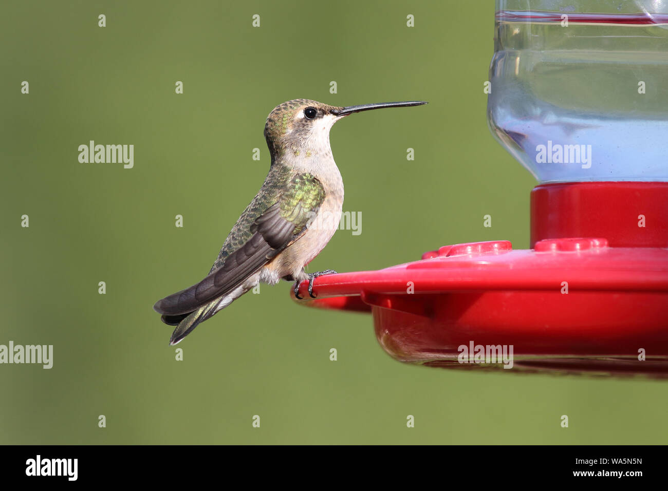 A Broad-tailed Hummingbird is alert as he sits on a feeder Stock Photo