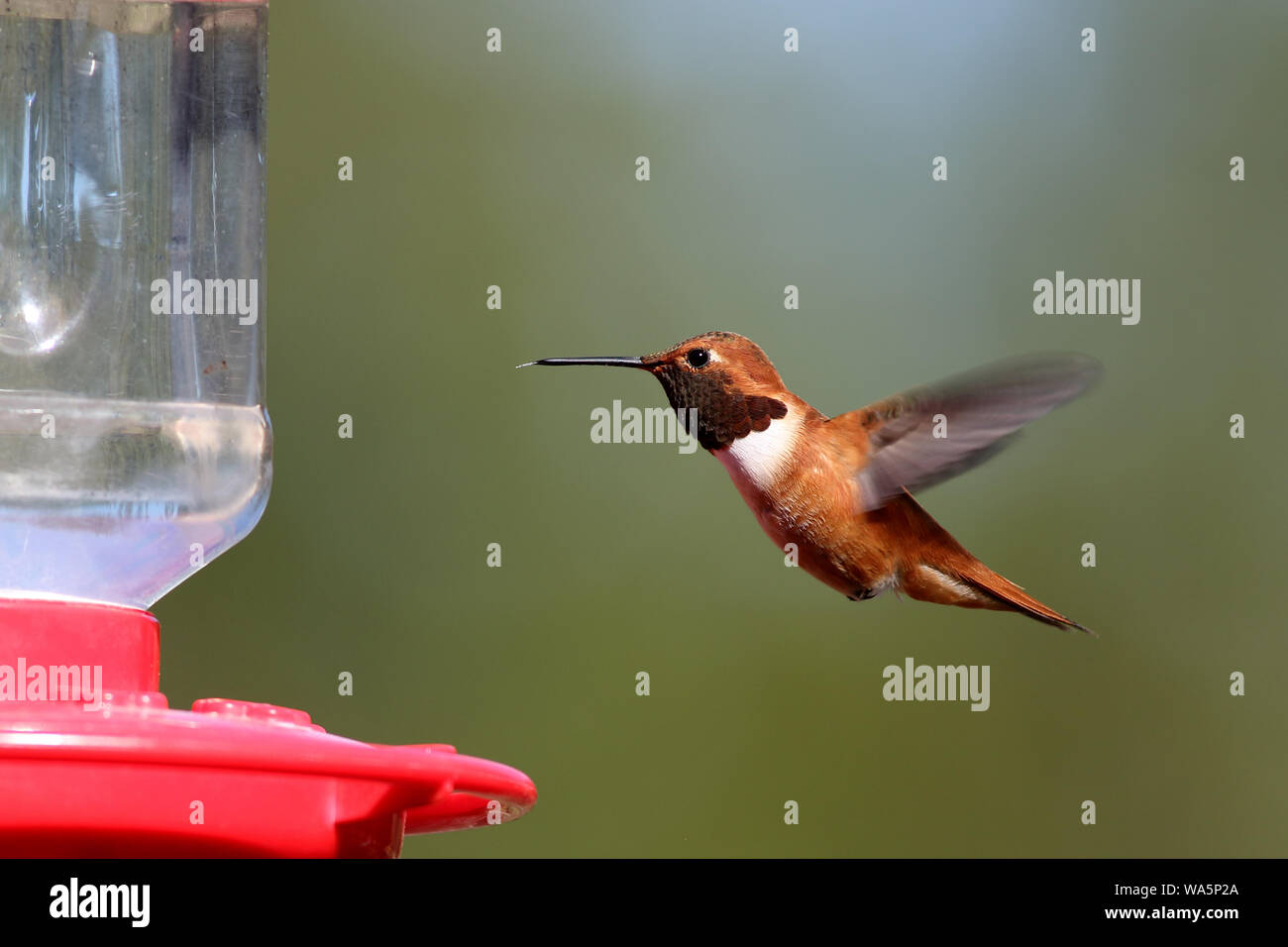 A male Rufous Hummingbird hovers near a feeder Stock Photo