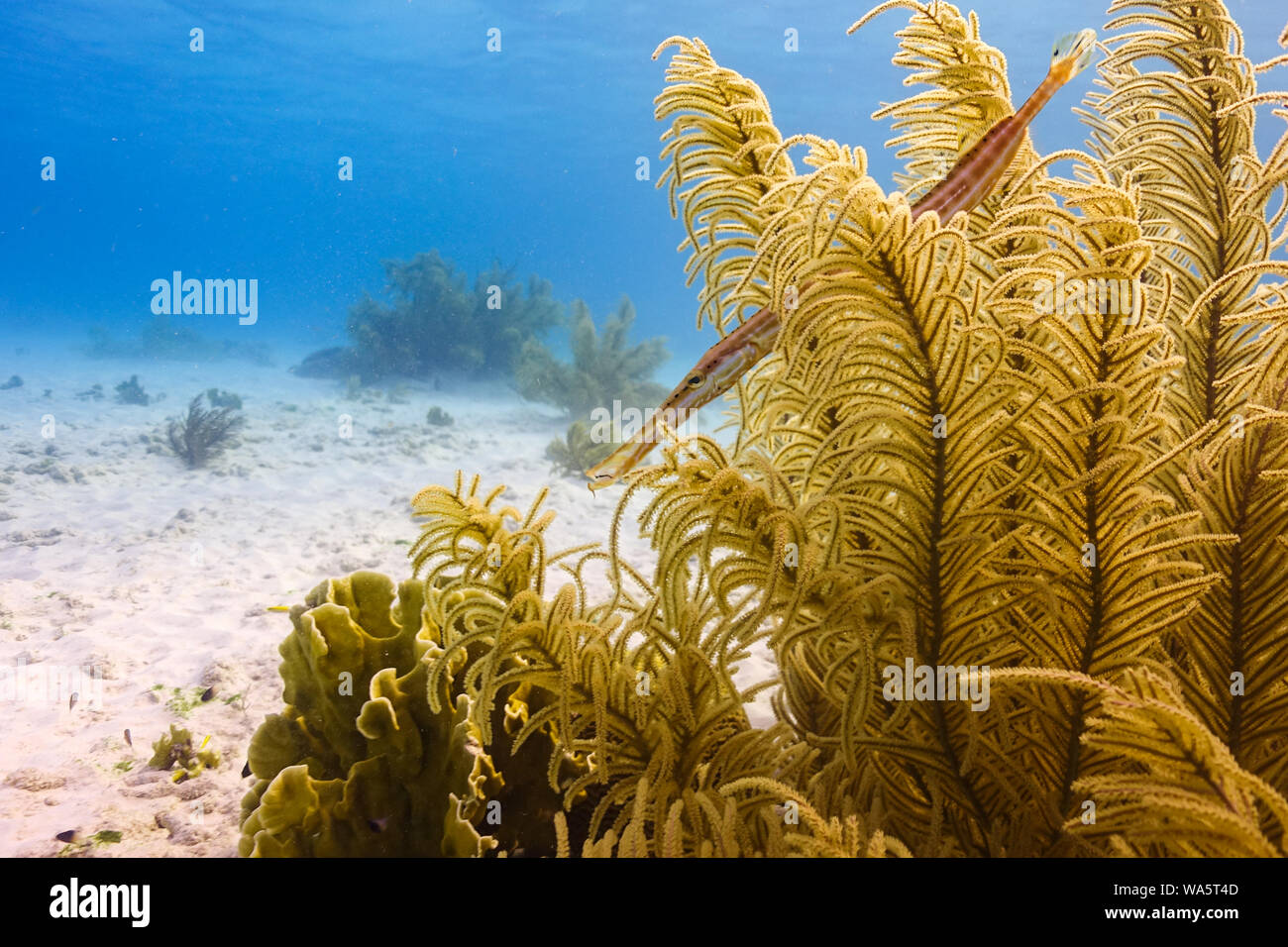 A trumpet fish hides among soft coral in the waters off the island of Bonaire in the Caribbean Sea Stock Photo
