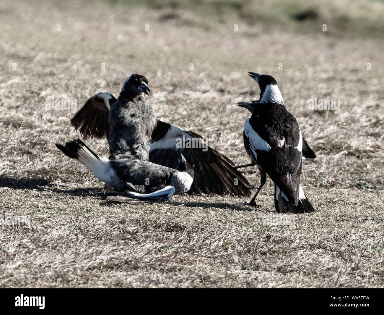 Australian Magpies, Birds.Young black and white feathered Magpies Play fighting in the dry grass. Flapping their wings Stock Photo