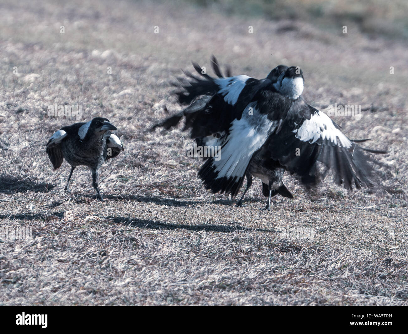 Australian Magpies, Birds.Young black and white feathered Magpies Play fighting in the dry grass. Flapping their wings Stock Photo