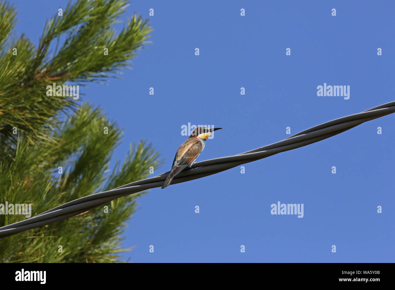 European or African bee eater or bee-eater Latin merops apiaster family meropidae gruccione perched on a wire near a Mediterranean pine in Italy Stock Photo