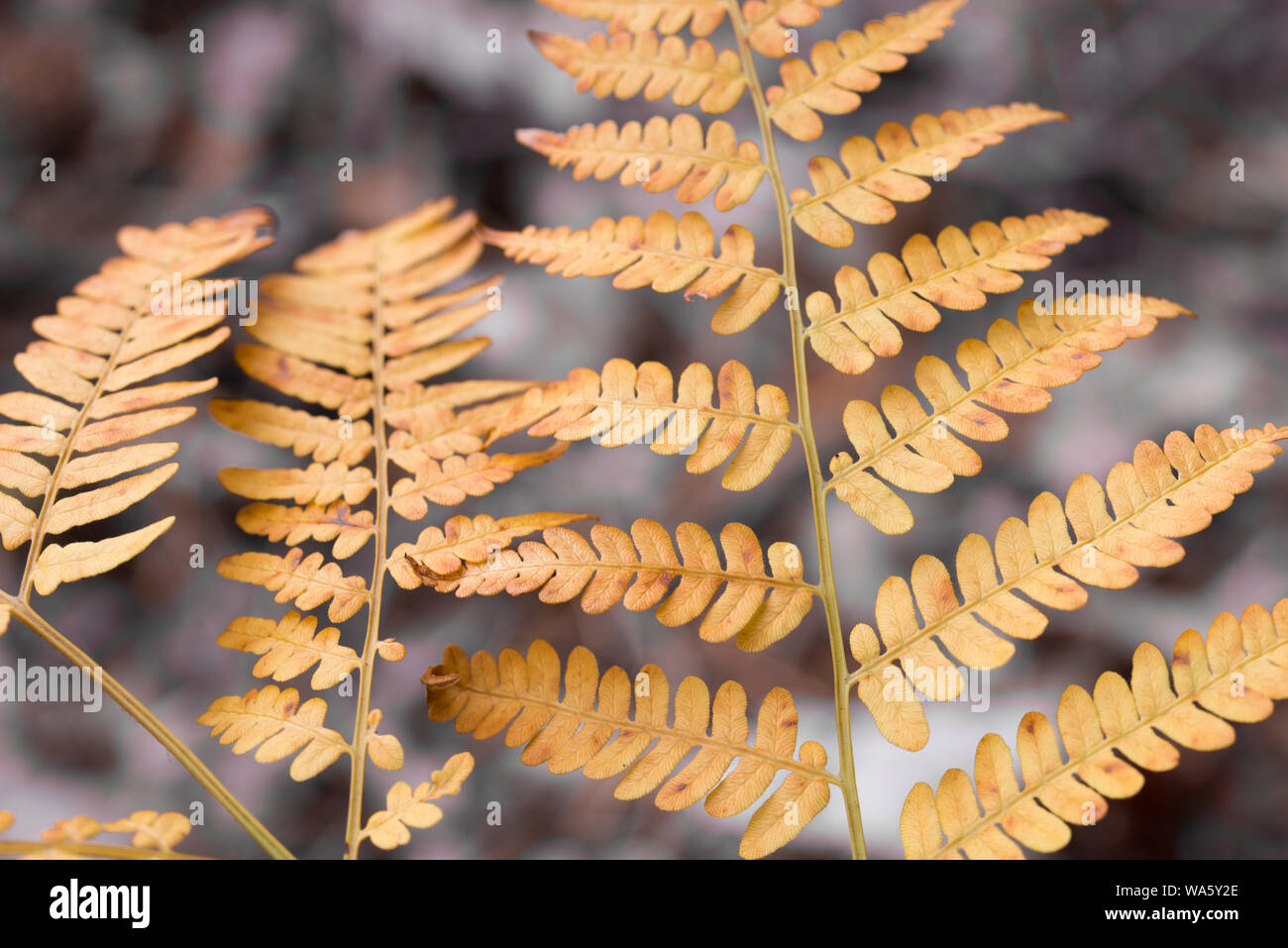 Decorative fern leaves hi-res stock photography and images - Alamy