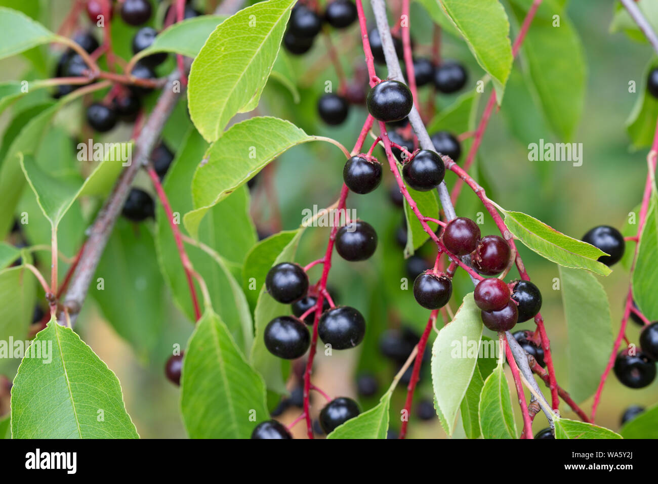 bird-cherry-prunus-padus-fruit-hi-res-stock-photography-and-images-alamy