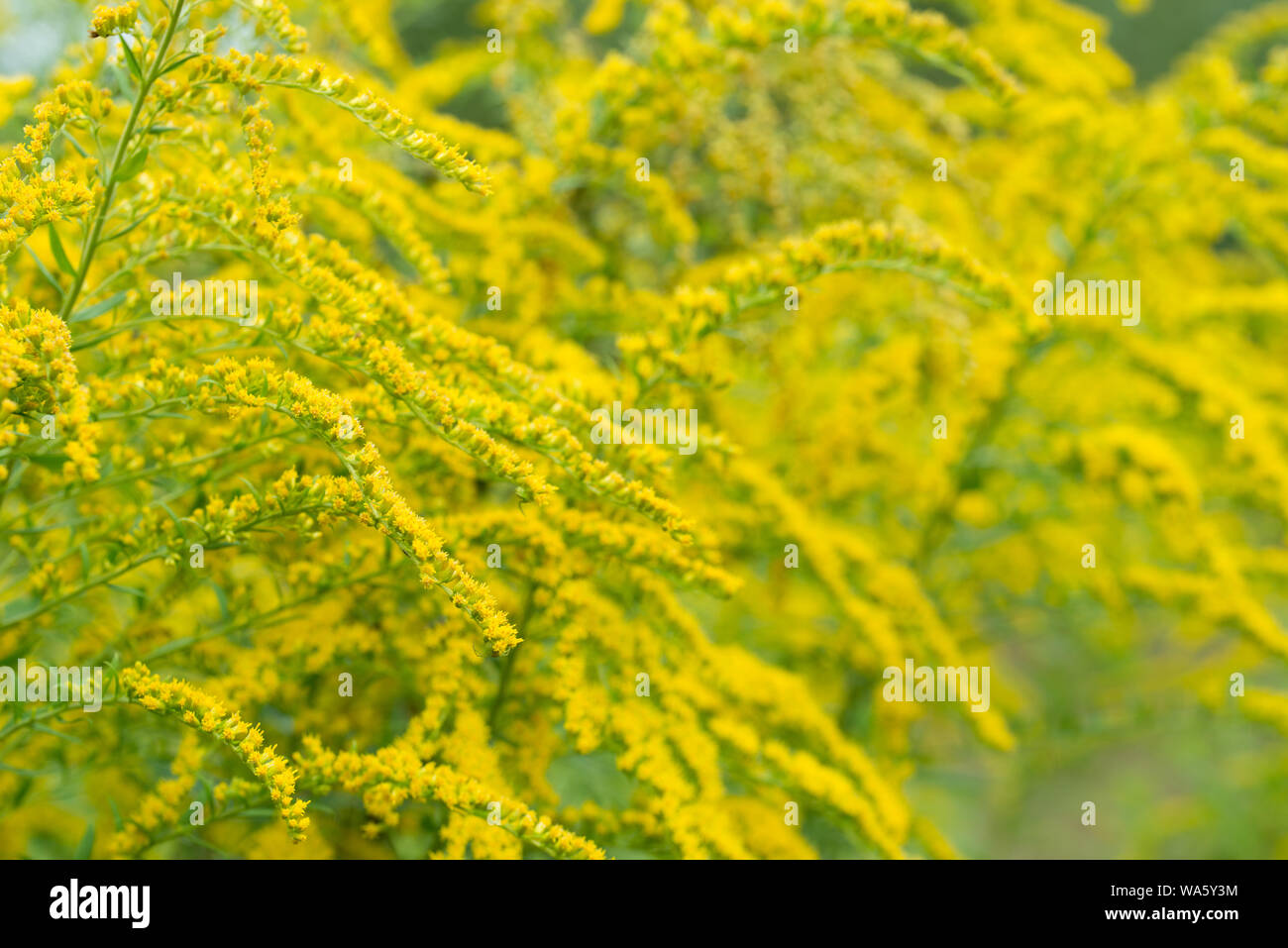 Solidago canadensis Canada goldenrod yellow flowers closeup Stock Photo