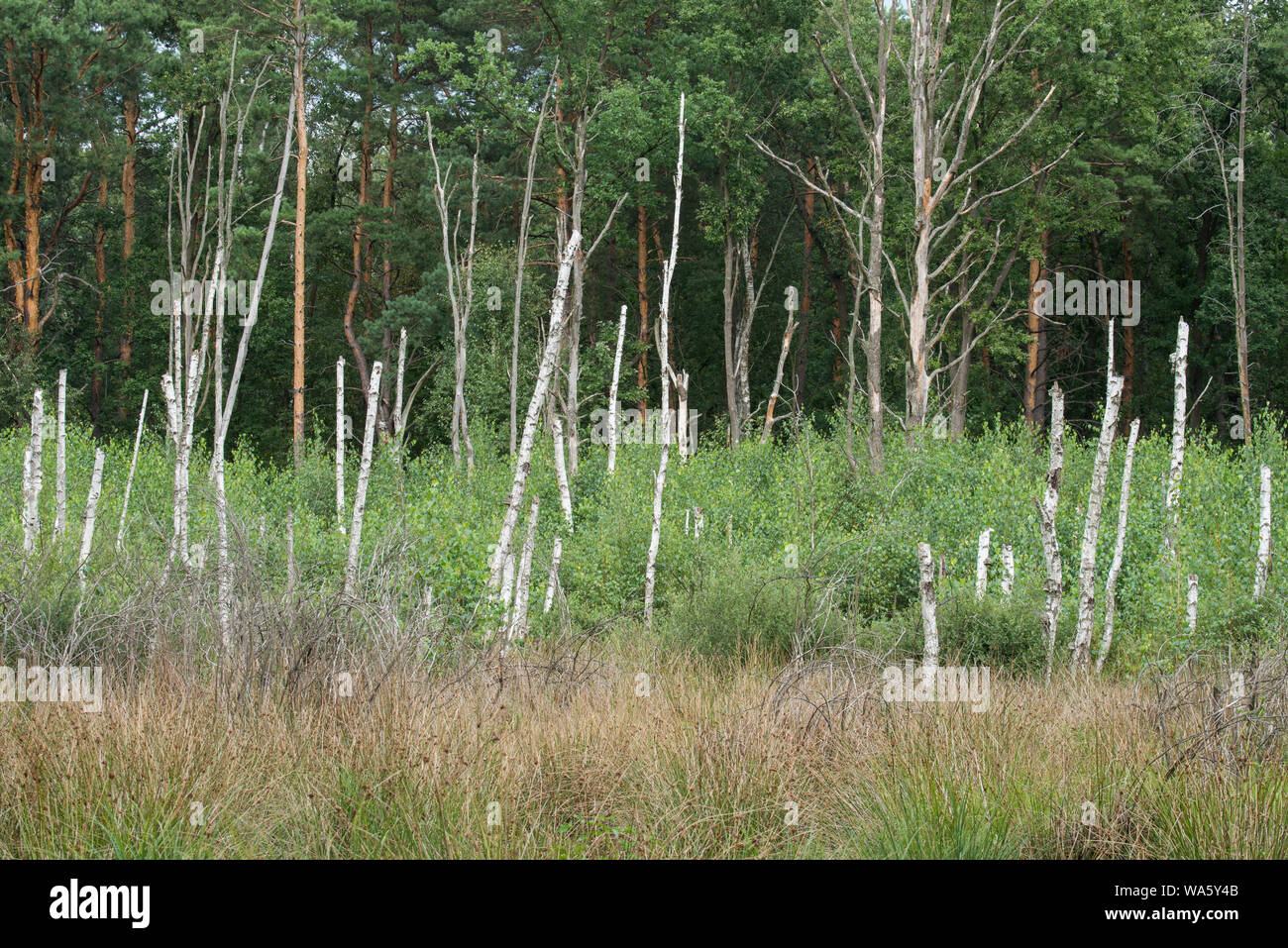 birch trees in wetland on summer day, Poland, Europe Stock Photo - Alamy