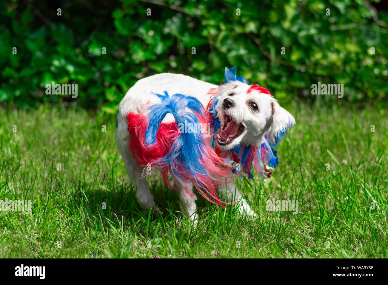 Small dog spinning in circle to grab its colorful tail Stock Photo Alamy