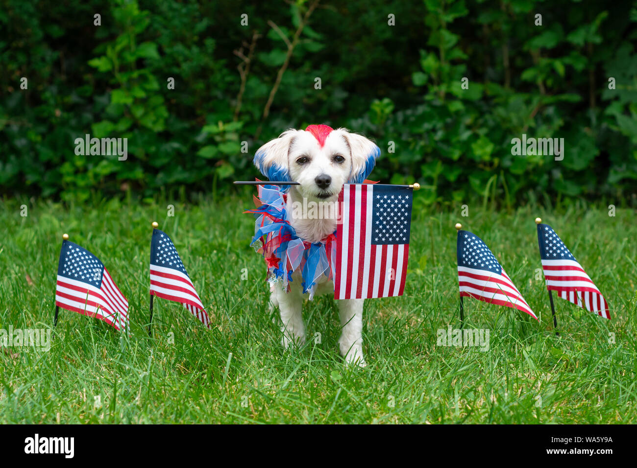 Chihuahua Dog American Flag, Dog With A USA Flag July 4th Gift For Dog –  Famhose