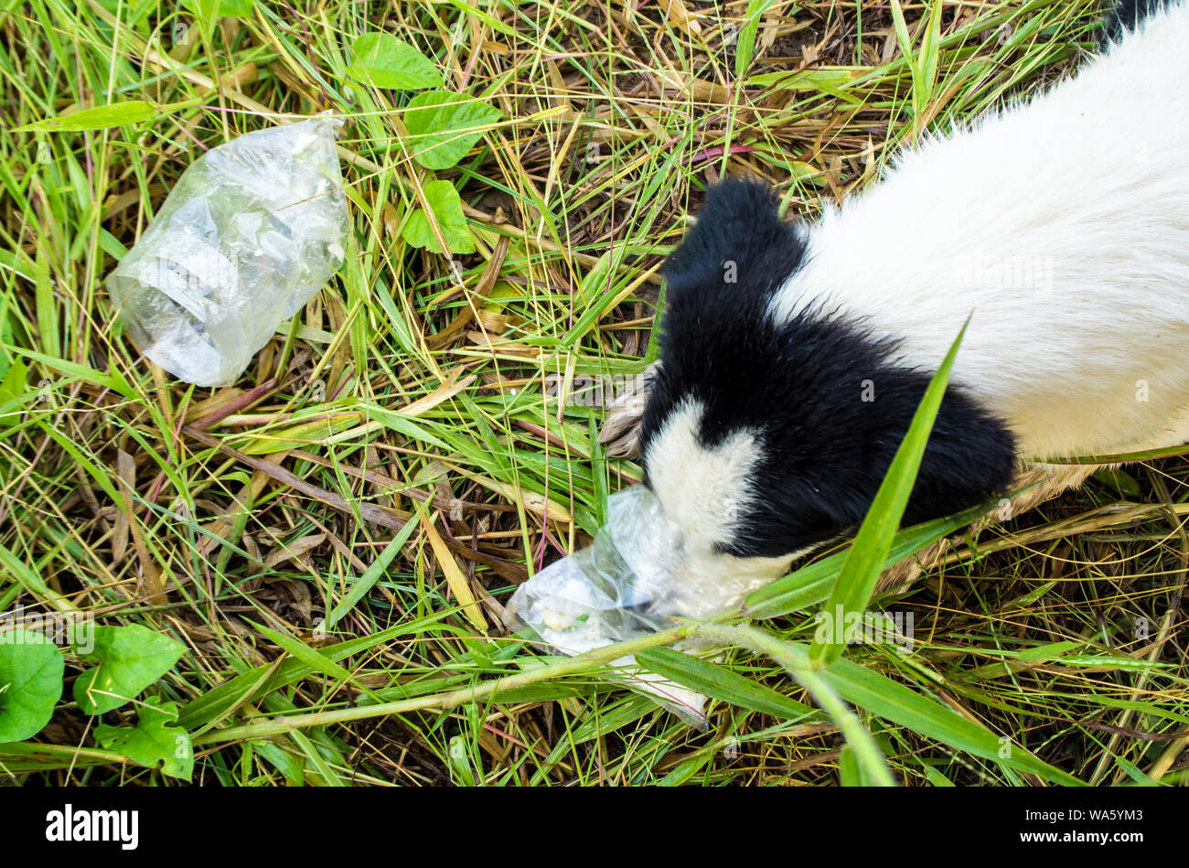 Dog eating food in plastic bag Stock Photo - Alamy - How To Prevent Plastic Bag Ingestion By Dogs
