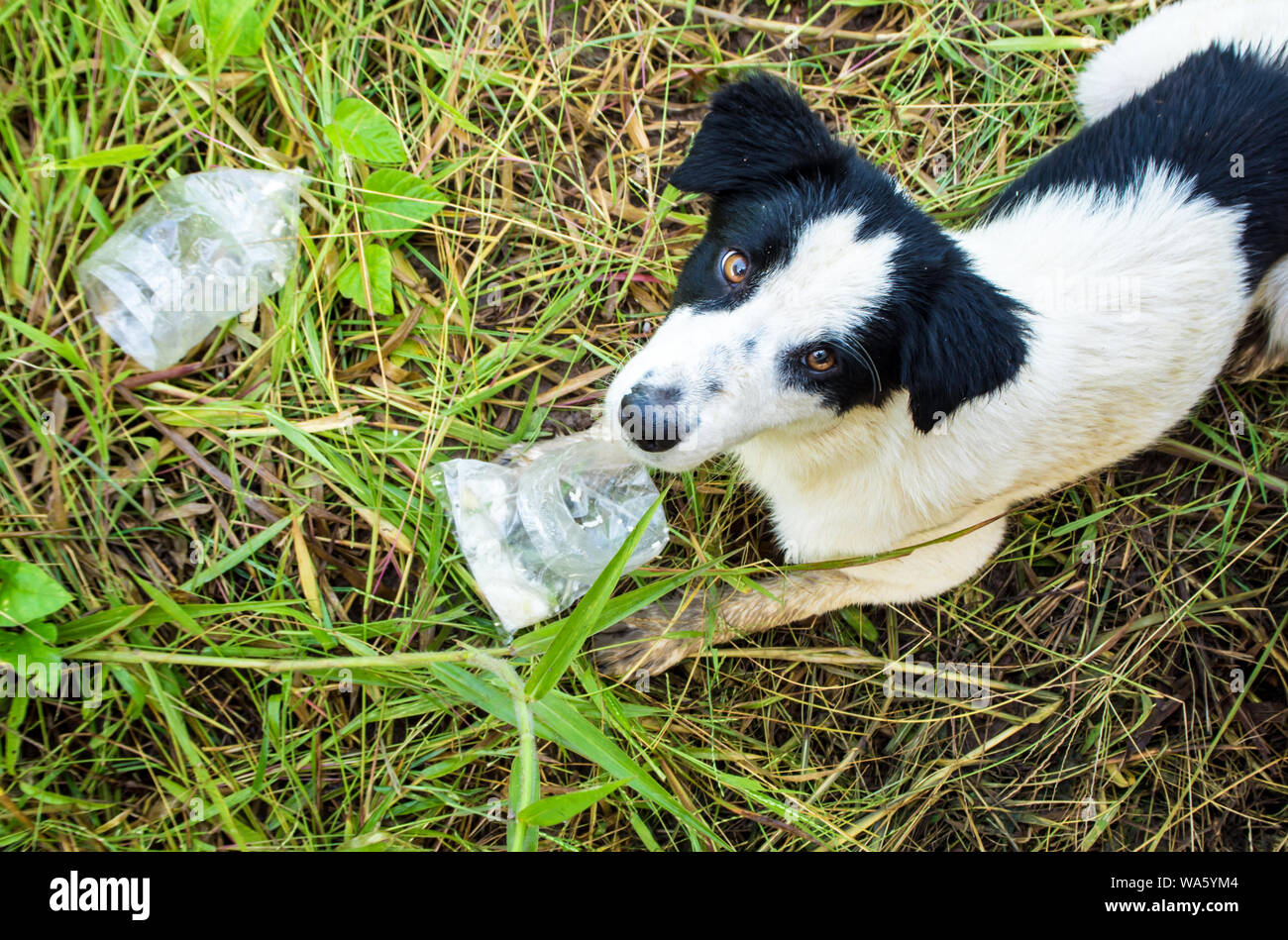 Share 154+ dog eats plastic bag super hot esthdonghoadian