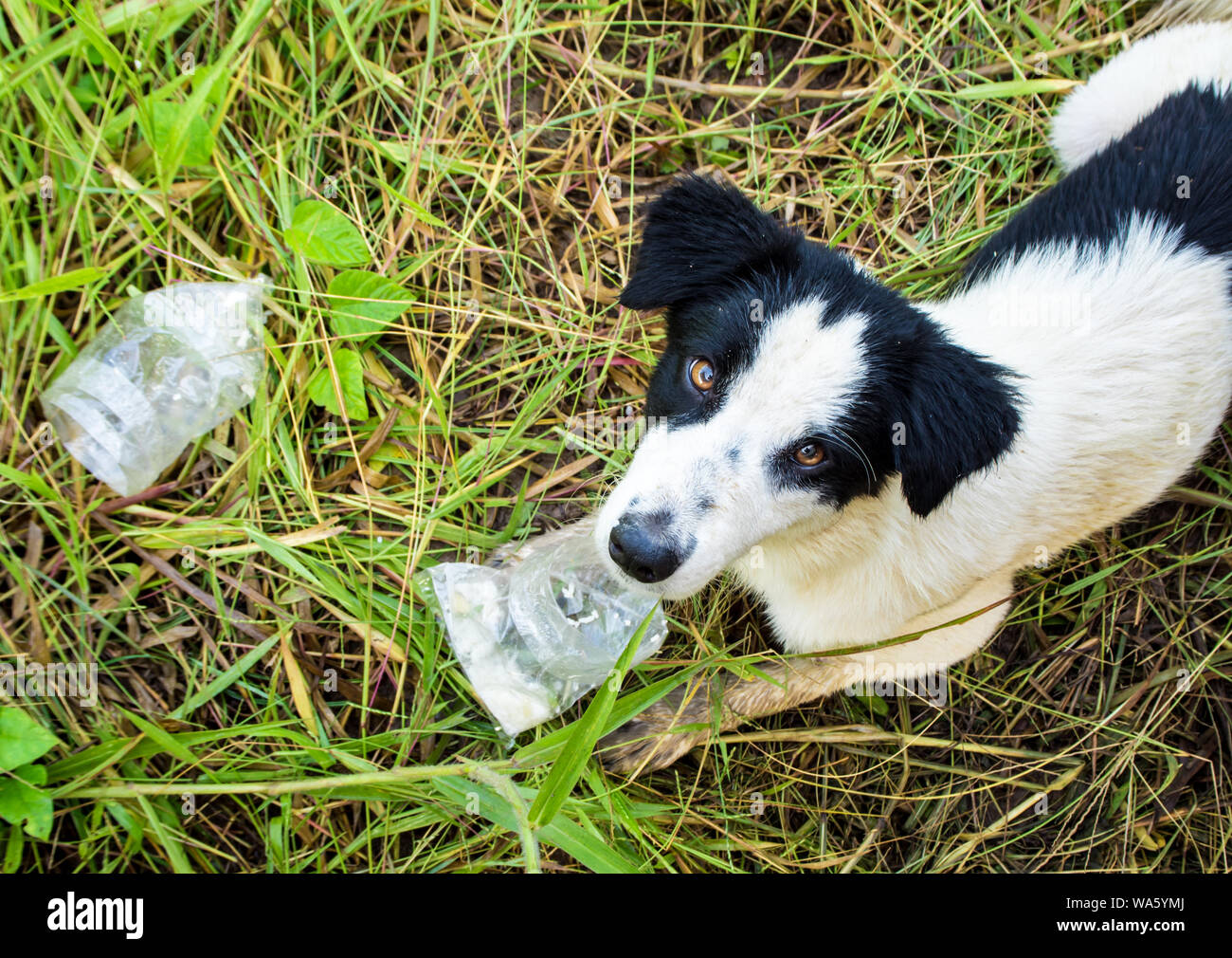 Dog eating food in plastic bag Stock Photo Alamy