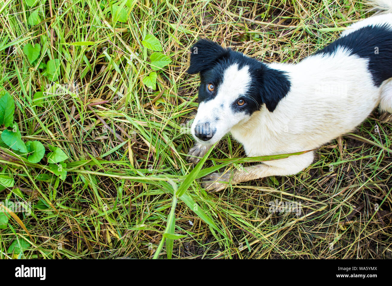 Dog flop on the wet grass Stock Photo Alamy