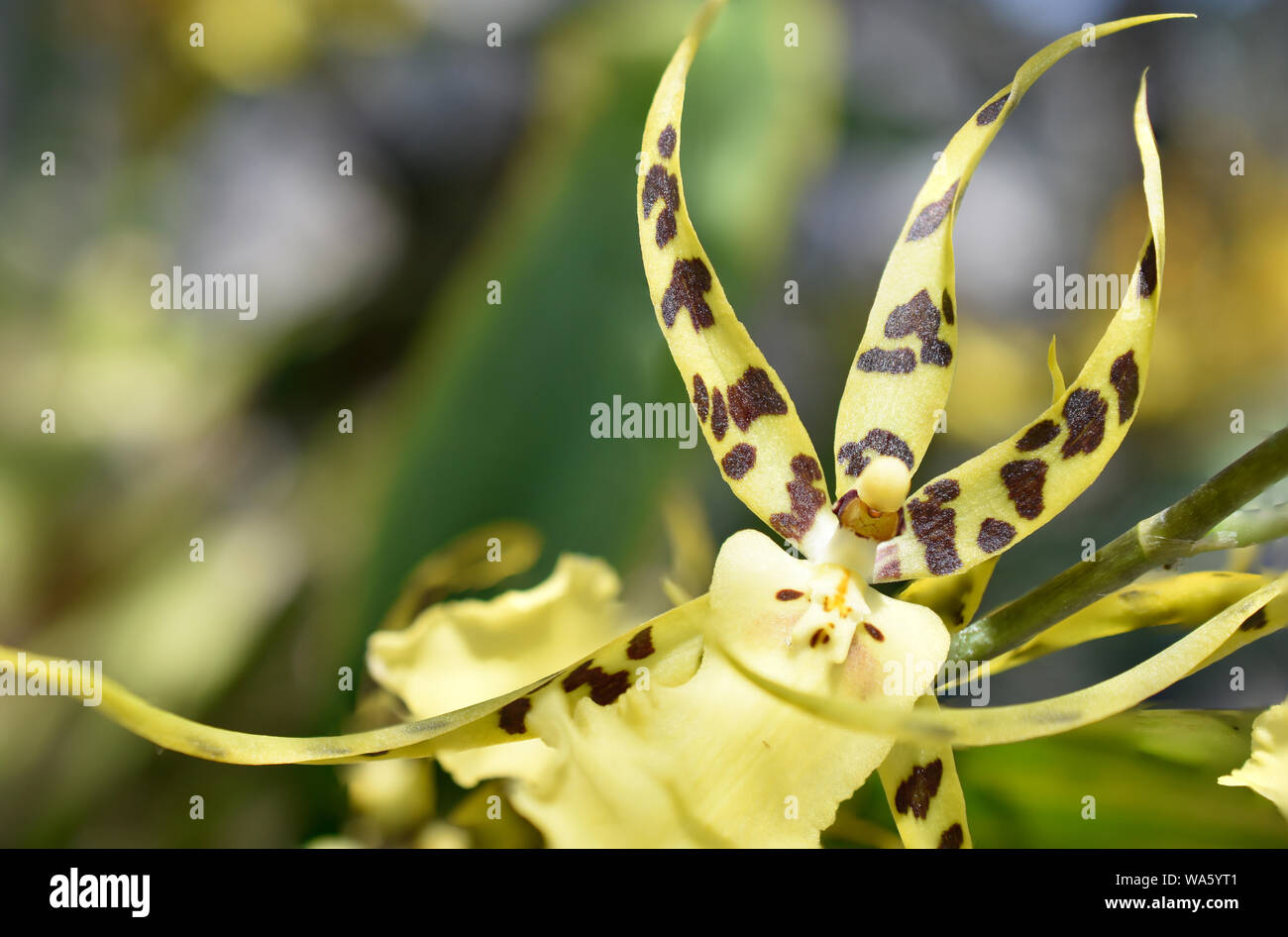 Brassia Spider Orchids pollinated by female wasps who use spiders as feed container and vessels for their developing eggs and larvae. Stock Photo