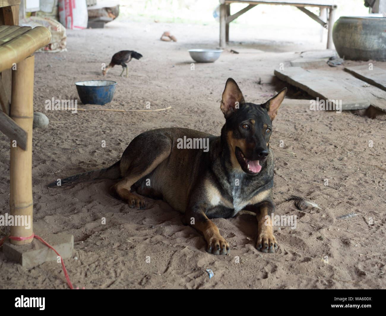 a dog lay down on the floor Stock Photo Alamy