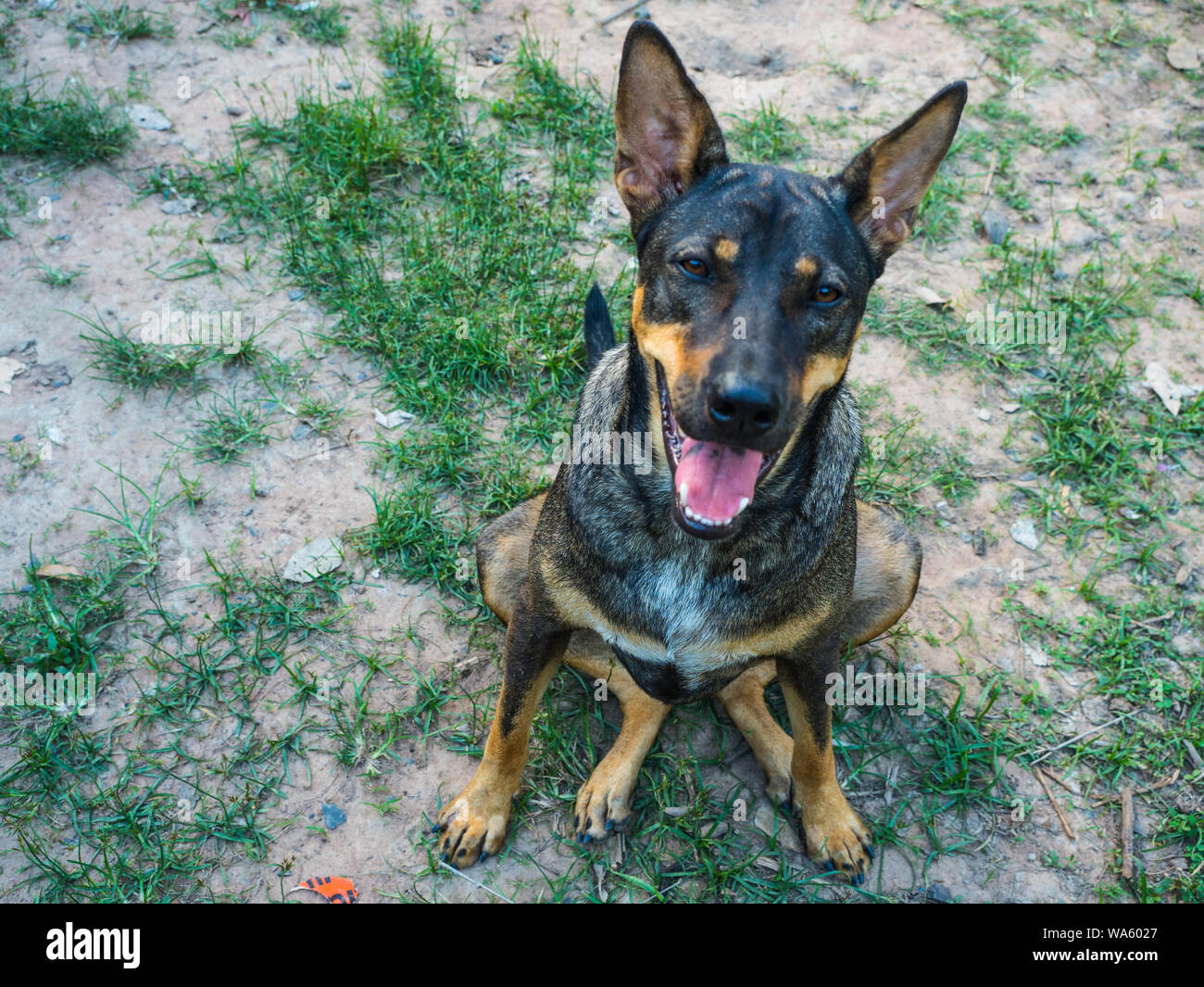 a dog sitting on the floor with eyes contact Stock Photo