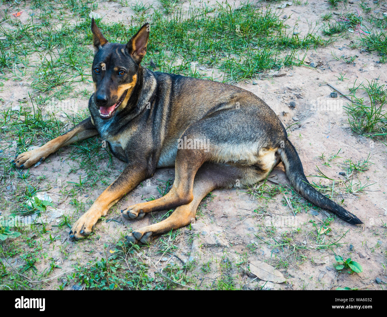 a dog lay down on the floor Stock Photo Alamy
