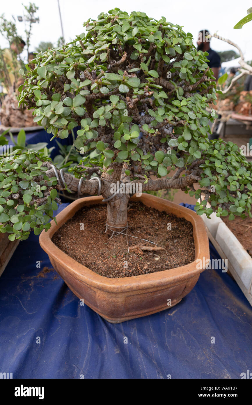 Hyderabad,India- CIRCA AUGUST 2019.Various types of Bonsai for sale at a  horticulture exhibition in Hyderabad,India Stock Photo - Alamy