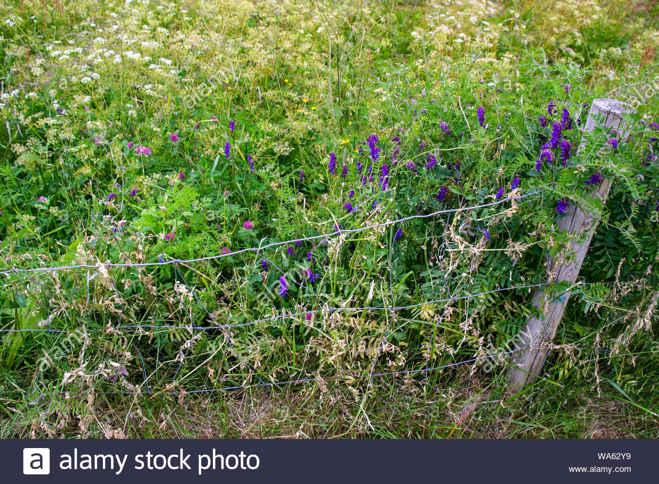 Fence Post Flowers Stock Photos & Fence Post Flowers Stock Images Alamy