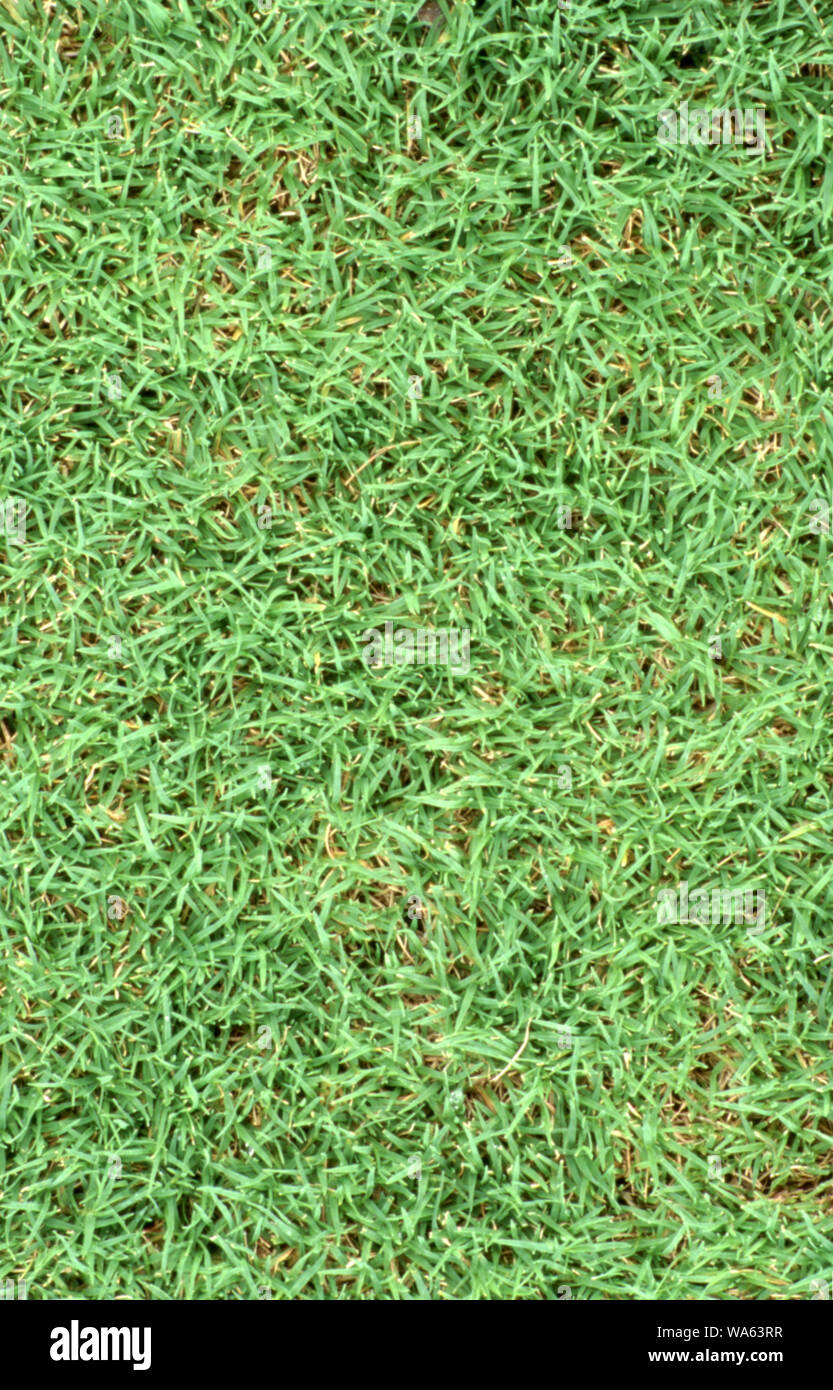 HYBRID GREEN COUCH 'TIFGREEN'' GRASS (Cynodon dactylon x C. transvaalensis). Stock Photo