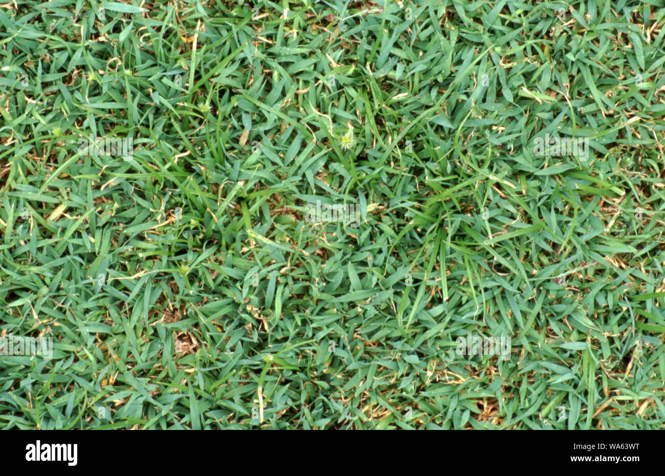 CLOSE UP OF MULLUMBIMBY COUCH (CYPERUS BREVIFOLIUS) GRASS. Stock Photo