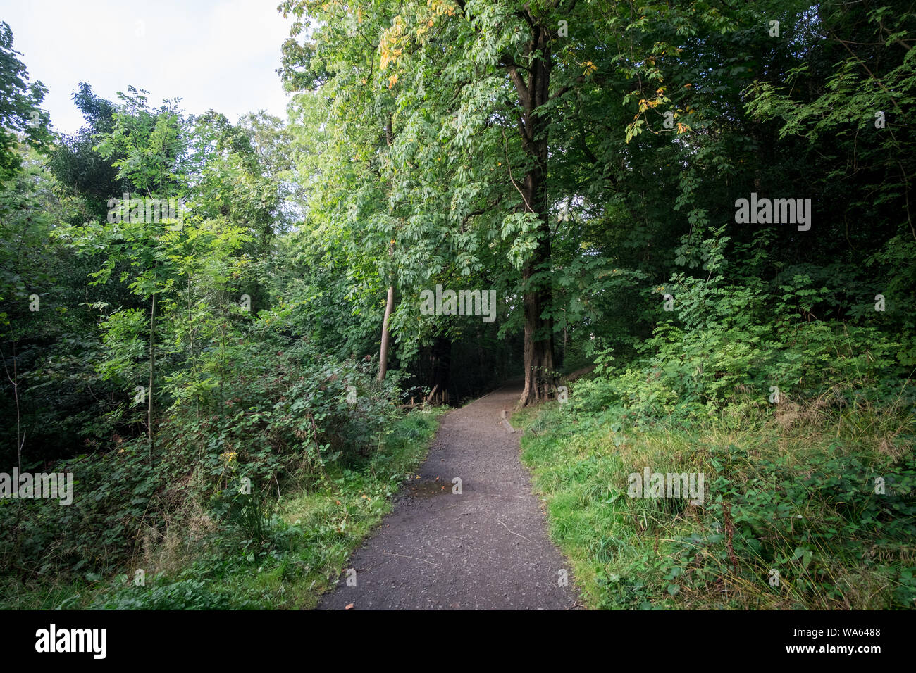 Walkway Path With Green Trees in the Forest Stock Photo - Alamy
