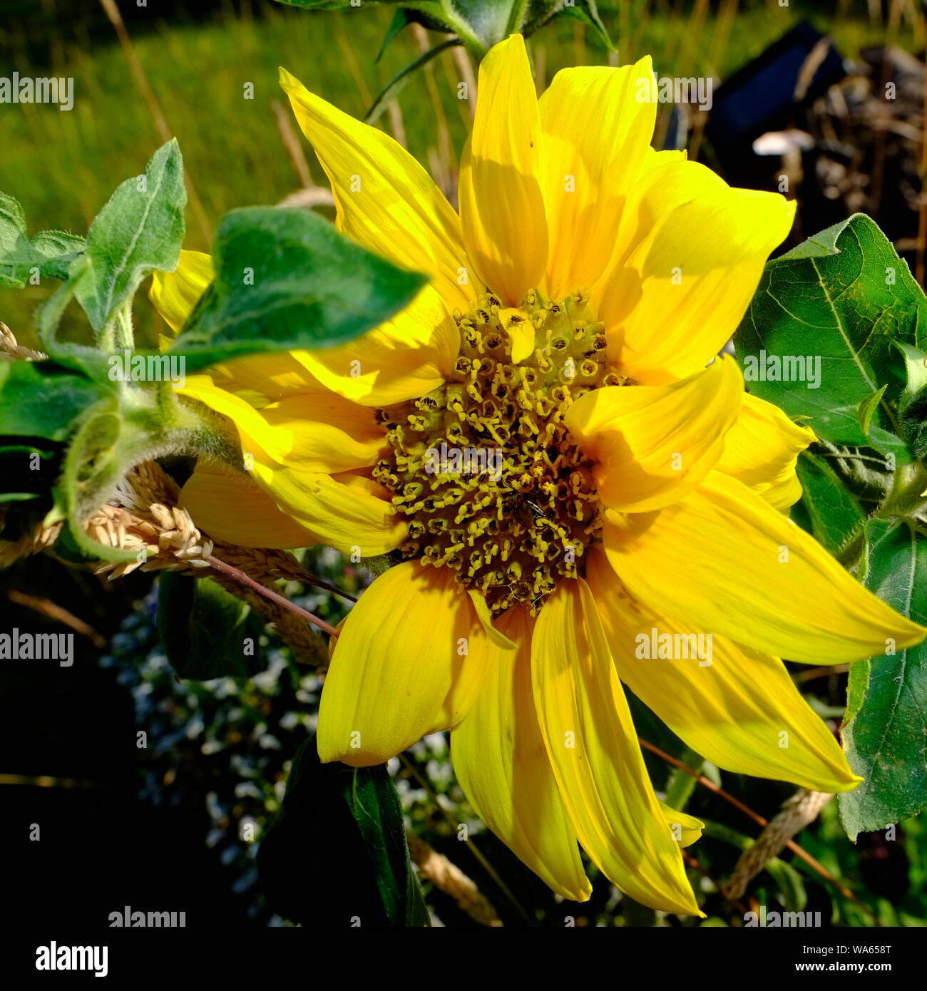A dwarf sunflower growing in a pot in the herbaceous border of an English cottage garden Stock Photo
