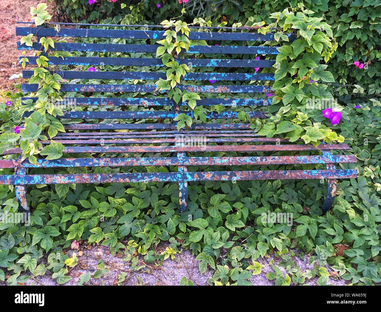 Beautiful old rusty bench with flaking blue paint completely overgrown with creepers and pretty flowers in the countryside on Greek island of Corfu Stock Photo