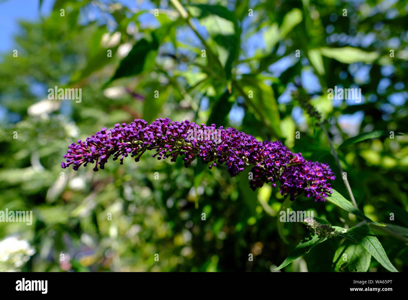 Purple Buddliea or Buddleja flowers in bloom in an English cottage garden Stock Photo