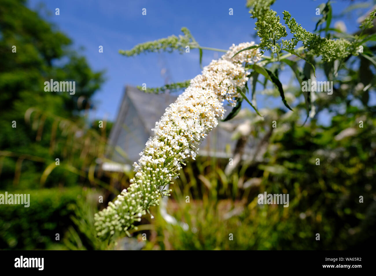 Buddleja Davidii or White Profusion flowers in bloom in an English cottage garden Stock Photo