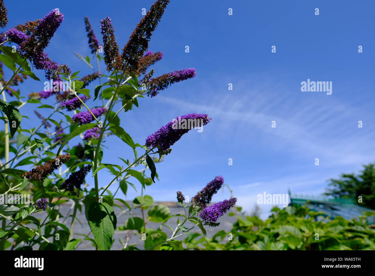 Purple Buddliea or Buddleja flowers in bloom in an English cottage garden Stock Photo