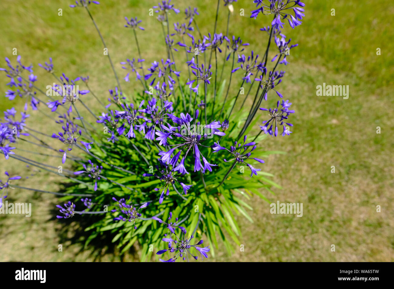 A potted Agapanthus during the height of an English summer in full bloom Stock Photo