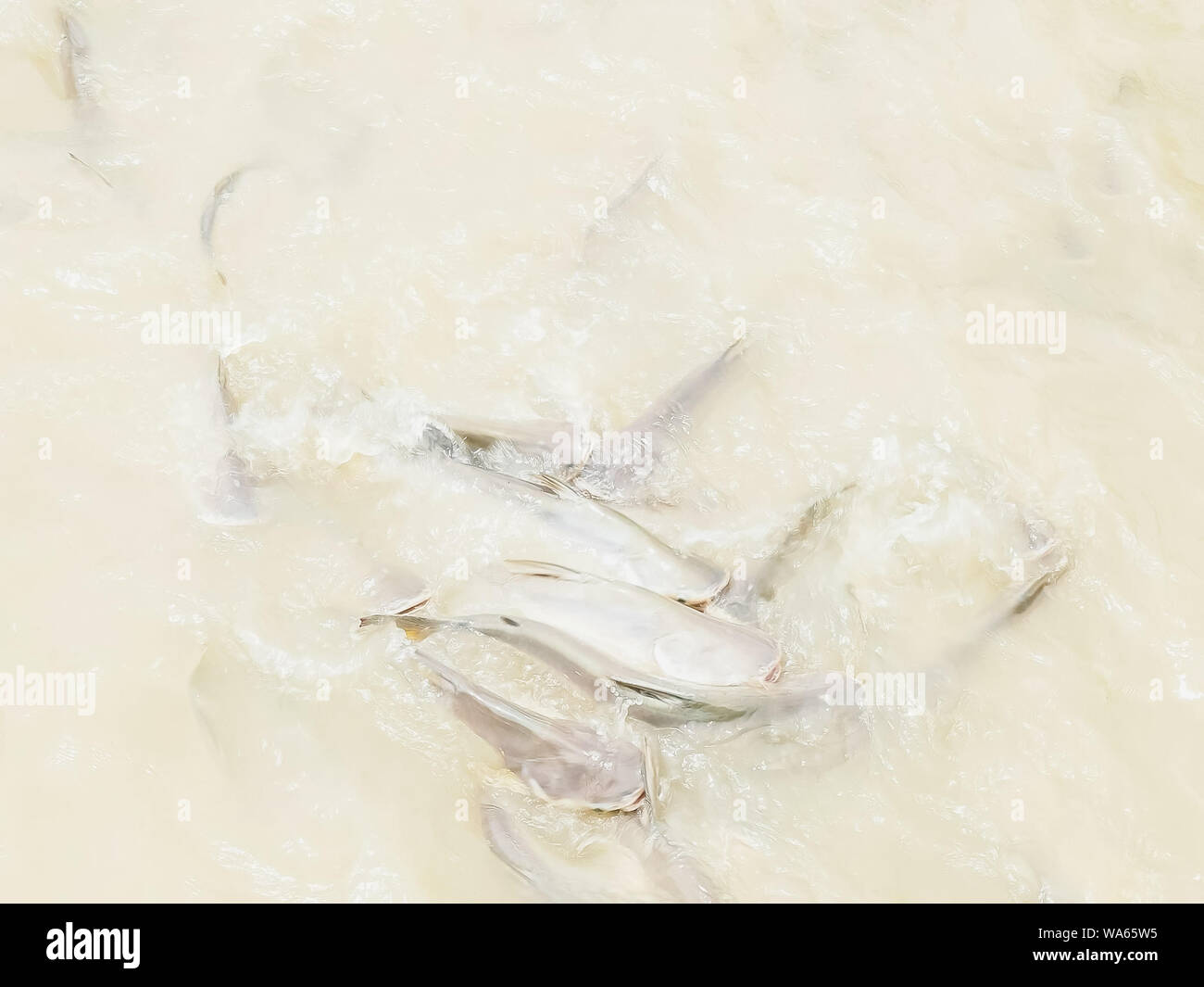 high angle view of catfish being fed bread in the chao phraya river Stock Photo