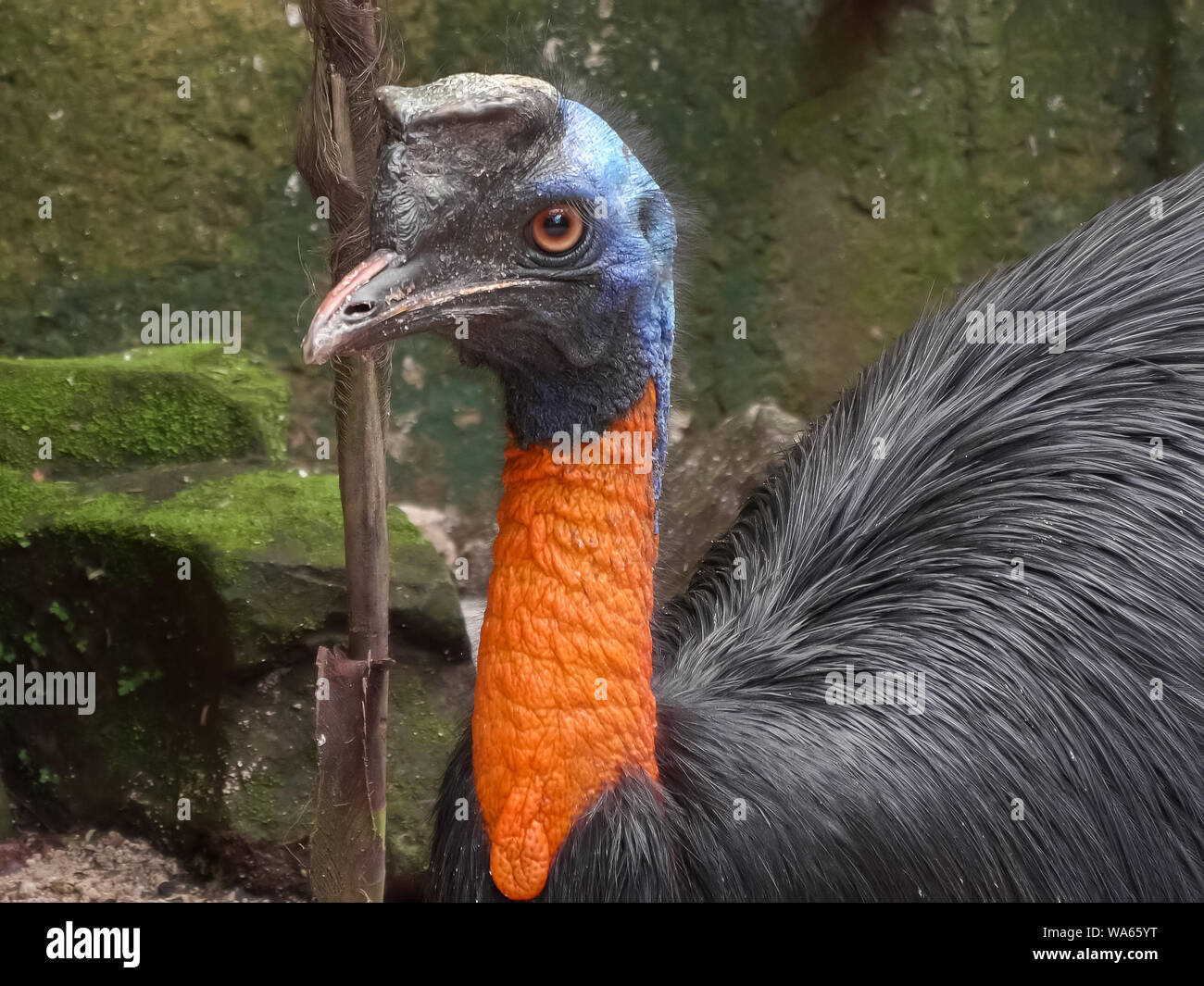 close up of a northern cassowary in bali Stock Photo
