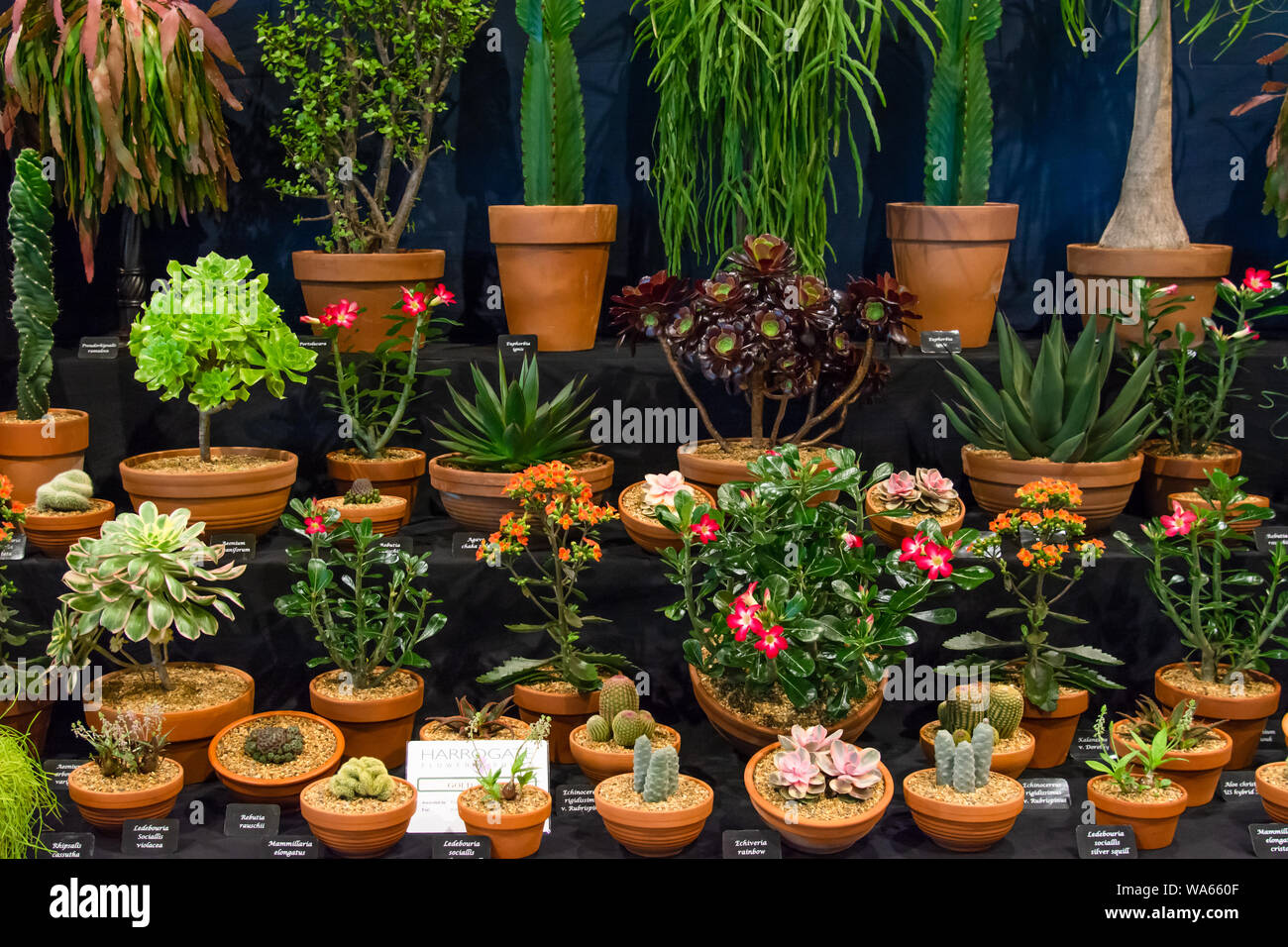 Cacti display at a show Stock Photo - Alamy