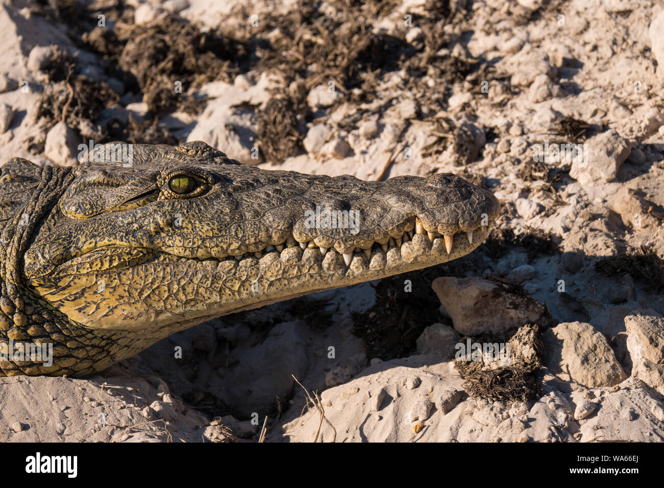Nile Crocodile Head with Closed Mouth Close Up in Chobe National Park, Botswana Stock Photo