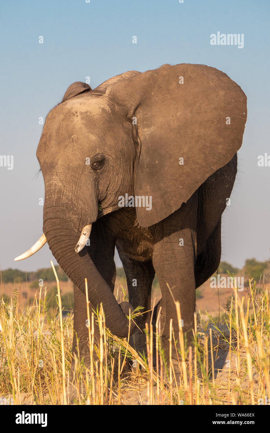 Single, Male Elephant with Ivory Tusks in Chobe National Park, Botswana Stock Photo