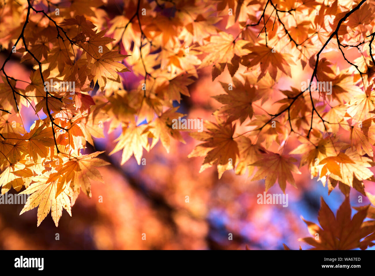 Red leave of maple tree for autumn fall background Stock Photo - Alamy